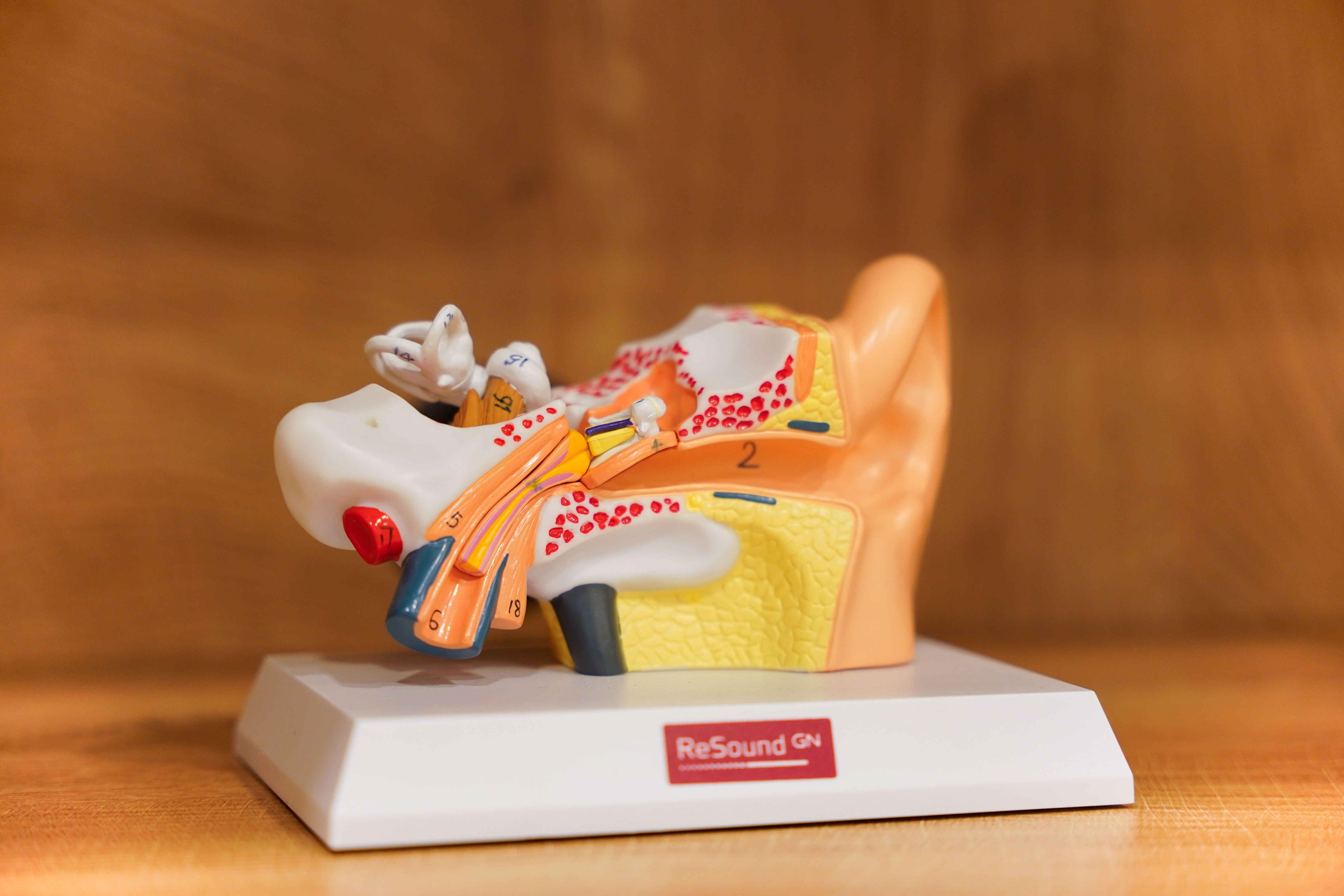 anatomski prikaz srednjeg uha